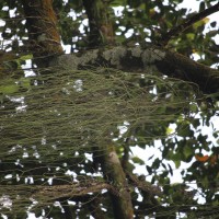 Rhipsalis baccifera (J.S.Muell.) Stearn